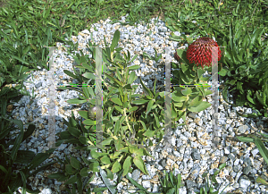 Picture of Leucospermum cordifolium 'Dons Deep Red'