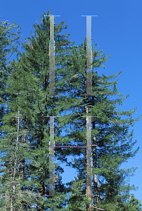 Picture of Pinus lambertiana 