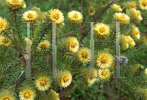 Picture of Phylica plumosa 