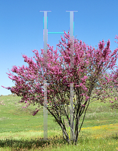 Picture of Cercis occidentalis 