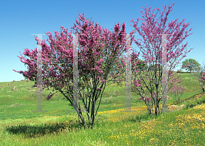 Picture of Cercis occidentalis 