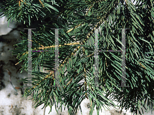 Picture of Abies concolor 