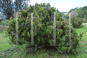 Picture of Protea repens x aurea 'Clarks Red'