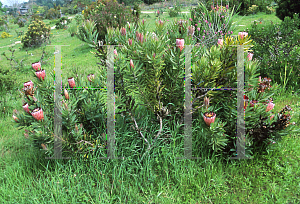 Picture of Protea neriifolia 'Pink Splash'