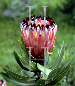 Picture of Protea neriifolia 'Pink Splash'