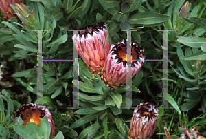 Picture of Protea neriifolia 'Pink Splash'