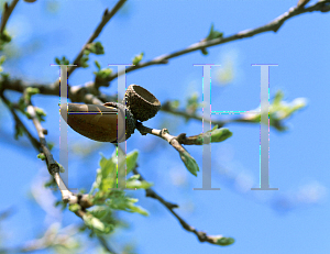 Picture of Quercus lobata 