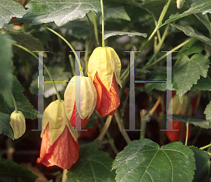 Picture of Abutilon  'Tangelo'