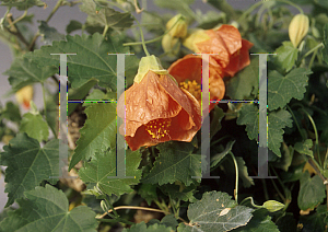 Picture of Abutilon  'Armando'