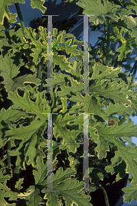 Picture of Geranium  'Varigated Mint Rose'