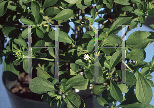 Picture of Stevia rebaudiana 