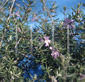 Picture of Westringia  'Wynyabbie Gem'