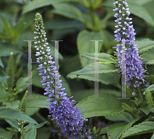 Picture of Veronica spicata 'Blue Bouquet'