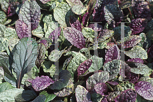 Picture of Ajuga reptans 'Renick'