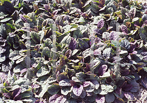 Picture of Ajuga reptans 'Renick'