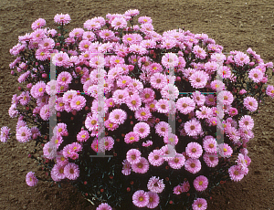 Picture of Symphyotrichum novi-belgii 'Patricia Ballard'