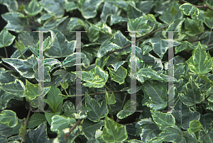 Picture of Hedera helix 'Mottled Mosaic'