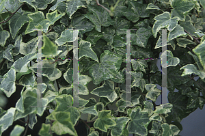 Picture of Hedera helix 'Tri-Green and White'