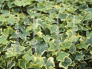 Picture of Hedera helix 'Gold Child'