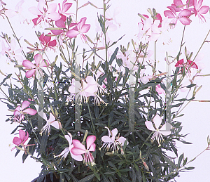 Picture of Oenothera lindheimeri 'Dauphin'