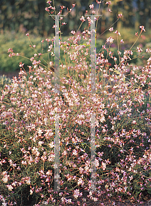 Picture of Oenothera lindheimeri 'Dauphin'