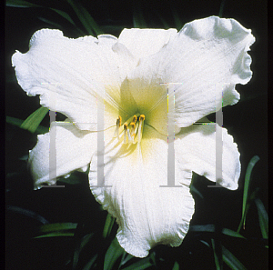 Picture of Hemerocallis  'Lady Elizabeth'