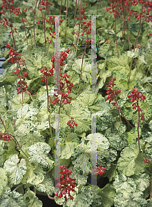 Picture of Heuchera sanguinea 'Alida's Pesto'