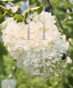 Picture of Hydrangea paniculata 'P.G. Pee Wee'