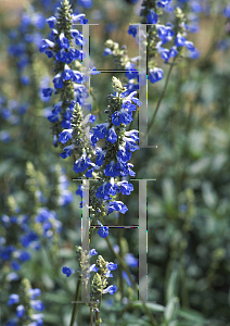 Picture of Salvia uliginosa 