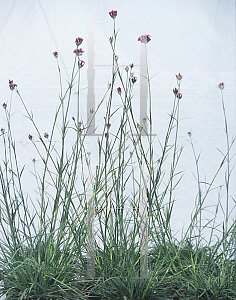 Picture of Dianthus carthusianorum 