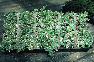 Picture of Hedera helix 'Green Leaf Varigated'