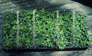 Picture of Hedera helix 'California'