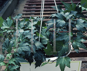 Picture of Hedera helix 'Green Ripple'