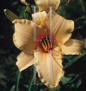 Picture of Hemerocallis  'Lady Georgia'