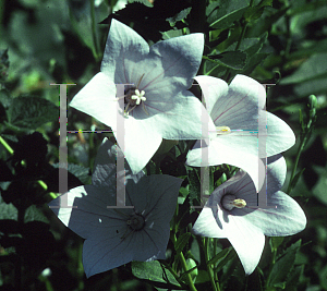 Picture of Platycodon grandiflorus 'Fuji White'