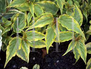 Picture of Stachyurus chinensis 'Joy Forever'