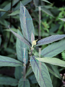 Picture of Callicarpa kwangtungensis 