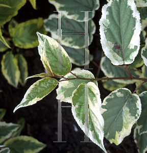 Picture of Stachyurus chinensis 'Magpie'