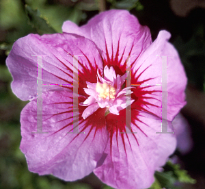 Picture of Hibiscus syriacus 'Maike'