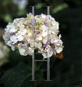 Picture of Hydrangea involucrata 'Hortensis'