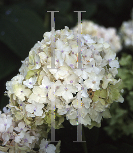 Picture of Hydrangea involucrata 'Hortensis'