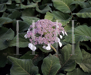 Picture of Hydrangea aspera ssp. sargentiana 'Strugosa'