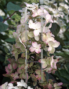 Picture of Hydrangea paniculata 'Burgundy Lace'