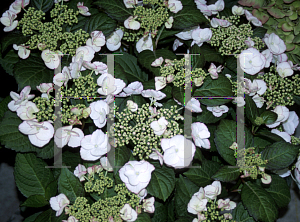 Picture of Hydrangea x 'Sandra'