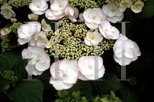 Picture of Hydrangea x 'Sandra'