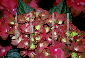 Picture of Hydrangea macrophylla 'Green Shadow'