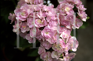 Picture of Hydrangea macrophylla 'True Romance'