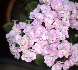 Picture of Hydrangea macrophylla 'True Romance'