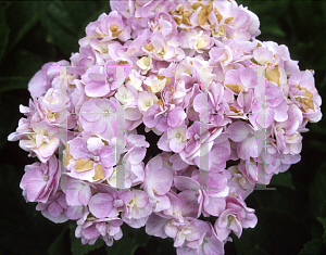Picture of Hydrangea x 'Shirobanayama'