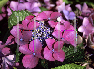 Picture of Hydrangea macrophylla 'Kardinal'